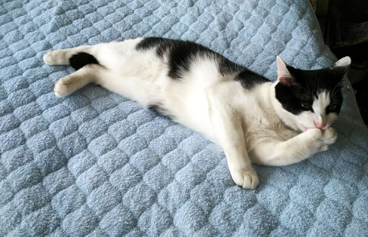 寝ころぶ猫
