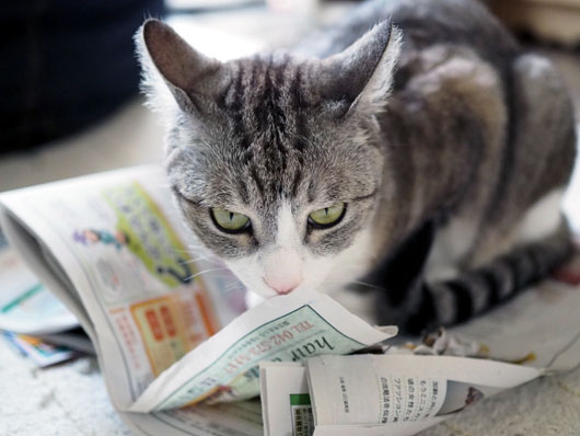 新聞紙の上の猫