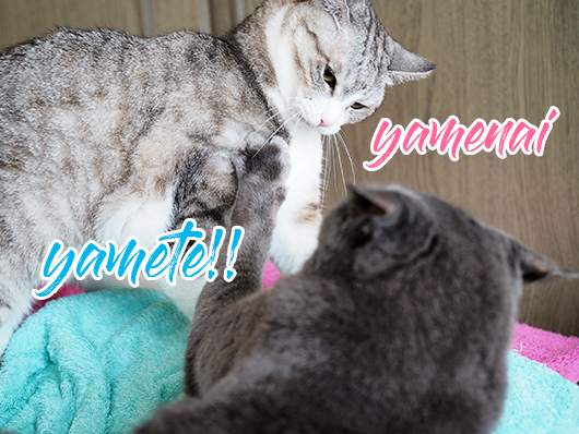 ケンカする猫