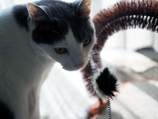 おもちゃで遊ぶ猫