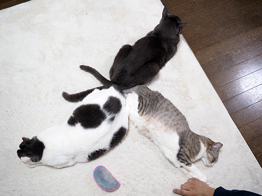 ねこ3