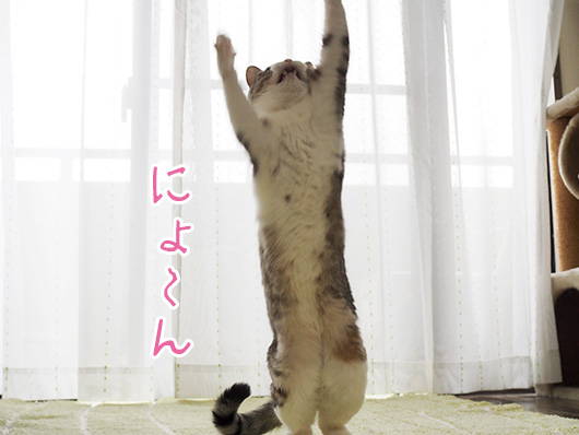 猫じゃらしで遊ぶ猫