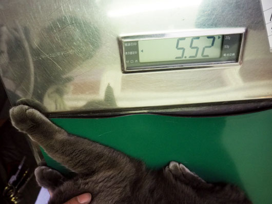 猫の体重測定