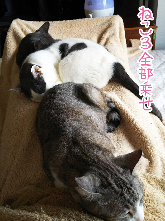 昼寝する猫