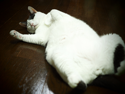 寝転がる猫