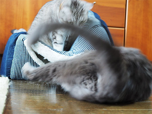 戦う猫