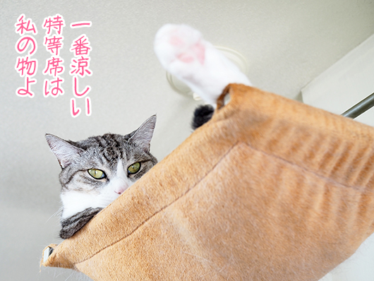 ハンモックの猫