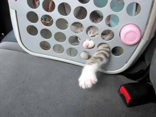 子猫