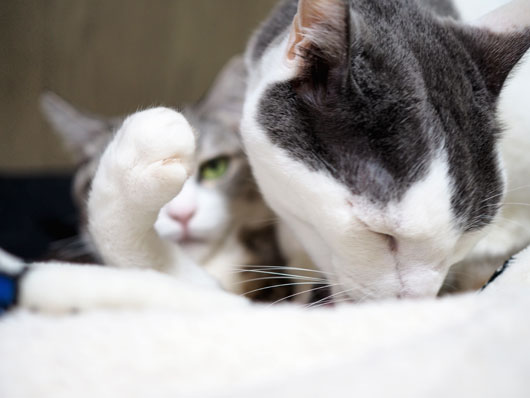 ペロペロする猫