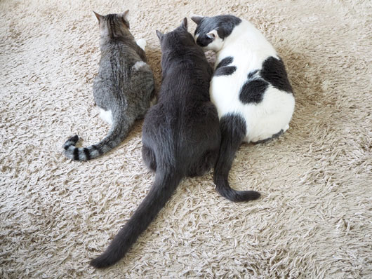3匹の猫