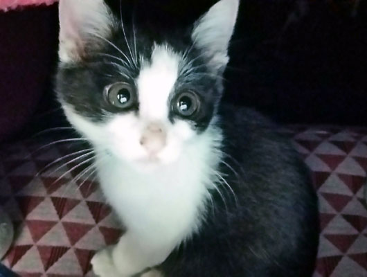 子猫