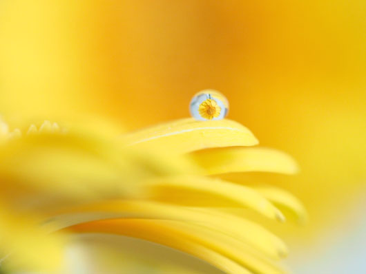 花としずく
