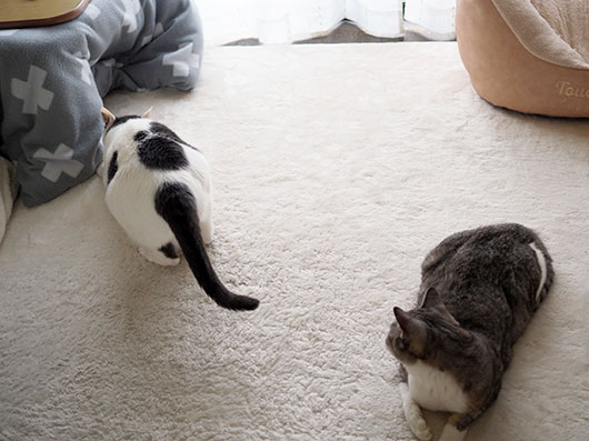 ねこ3