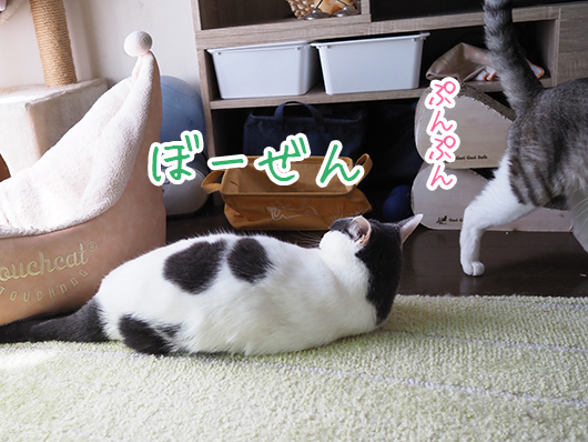 ケンカする猫