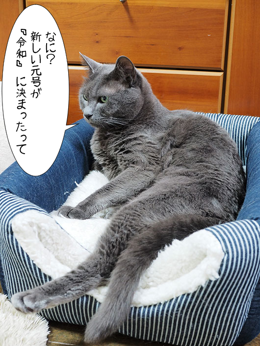 偉そうなアイニーと新元号 ねこ3生活 Powered By ライブドアブログ 偉そうなアイニーと新元号 ねこ3生活 Powered By ライブドアブログ