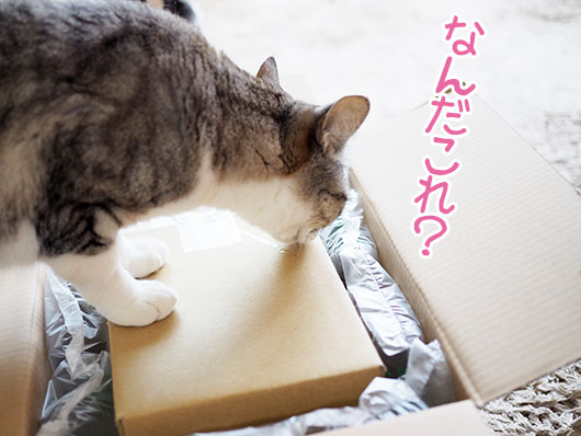 箱を気にする猫