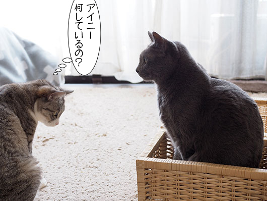 カゴの中の猫