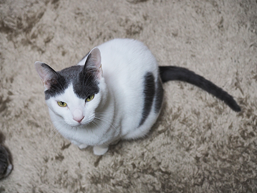 にらむ猫