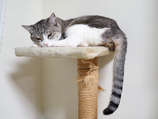 サバ白の猫