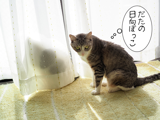 窓辺の猫