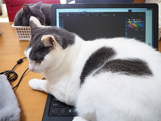パソコンに乗る猫