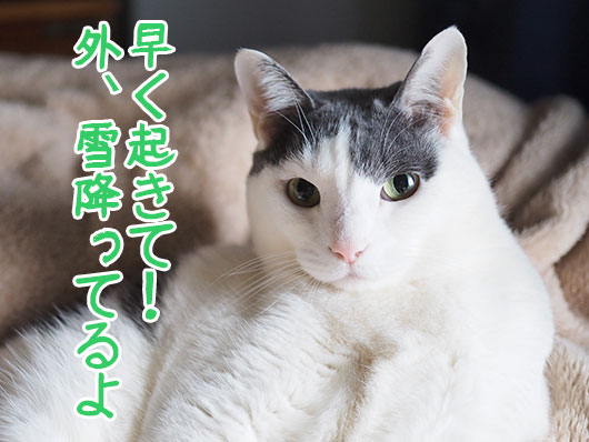 驚く猫