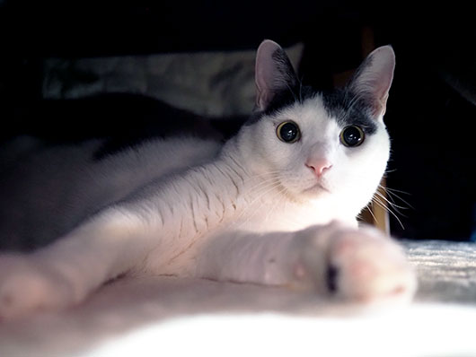 コタツの中の猫