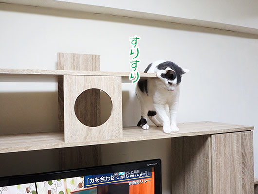 スリスリする猫