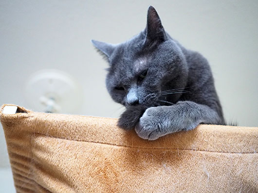 ハンモックの上の猫