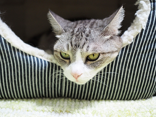 キャットハウスの中の猫