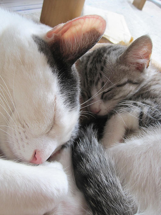 ねこ3