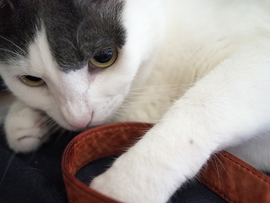 猫とストラップ