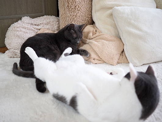 ケンカする猫