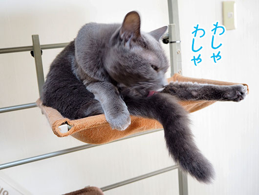 毛繕いする猫