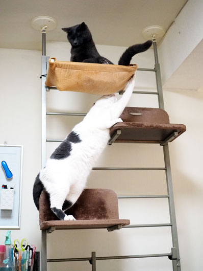 キャットウォークと猫