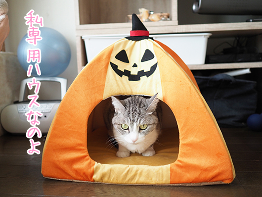 スリコハロウィンハウス