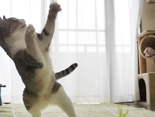 オタ猫
