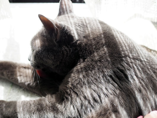 まったりする猫