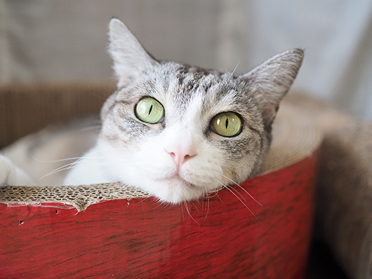 サバ白の猫