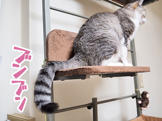 しっぽブンブン