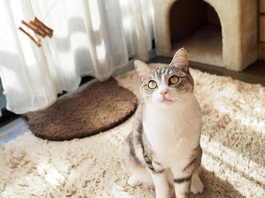 猫じゃらしで遊ぶ猫