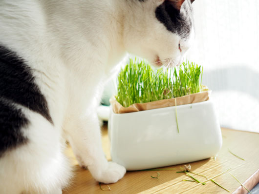 猫草を食べる猫