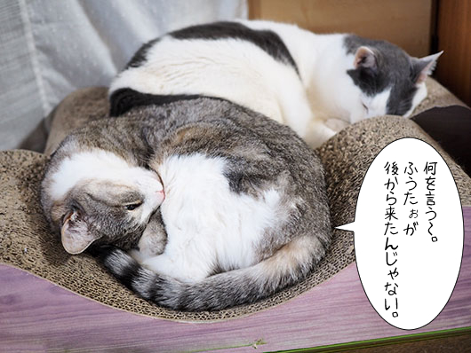 ねこ３