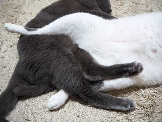 挟まれている猫
