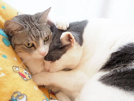 仲良し猫