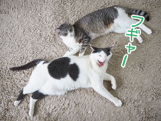 叫ぶ猫