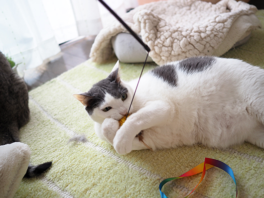 猫じゃらしで遊ぶ猫