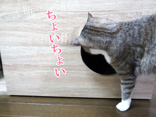 イタズラする猫