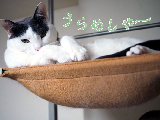 恨めしそうな猫