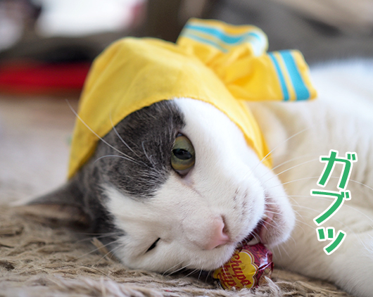 ねこキャンディちゃん